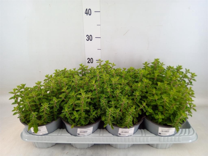 <h4>Origanum vulgare</h4>