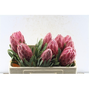 Protea Venus