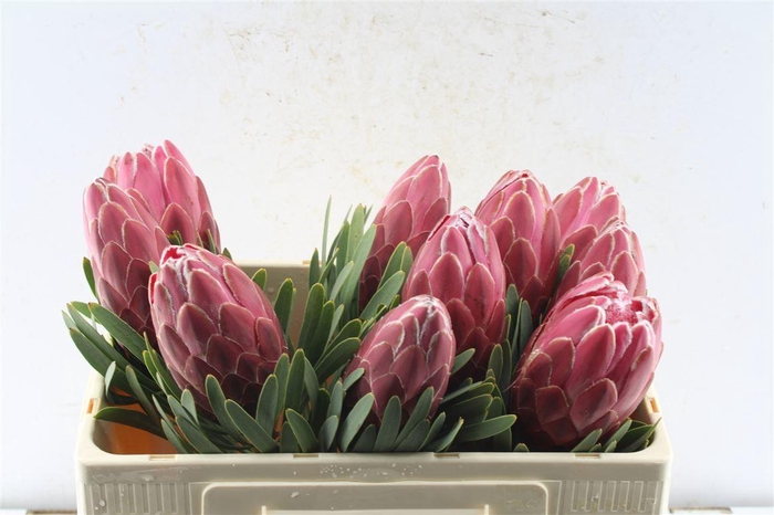 <h4>Protea Venus</h4>