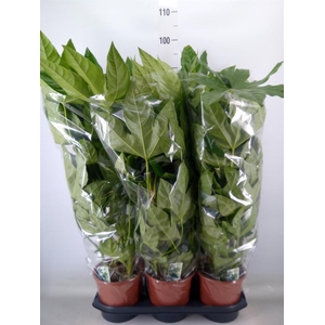 Fatsia japonica   ...