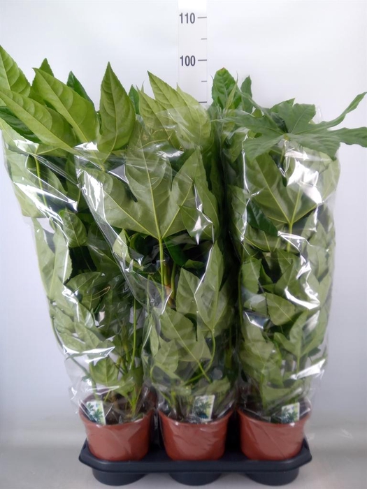 <h4>Fatsia japonica ...</h4>