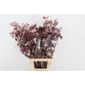 DF Lunaria Bs Metalic Pink