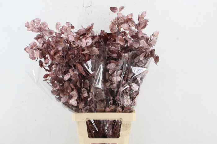 <h4>DF Lunaria Bs Metalic Pink</h4>