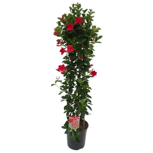 Sundaville (Dipladenia) rood P24 piramide