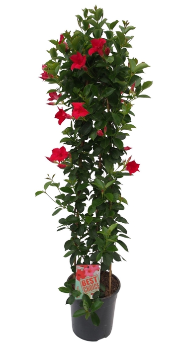 <h4>Sundaville (Dipladenia) rood P24 piramide</h4>