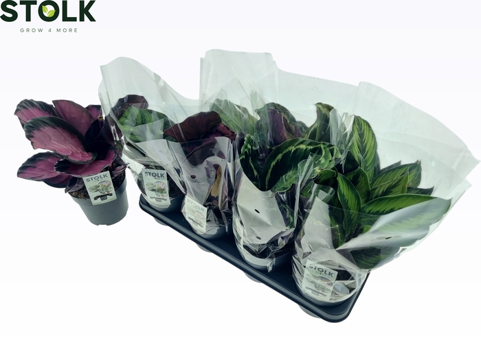 <h4>CALAT GEM 4 SRT</h4>