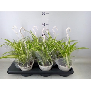 Chlorophytum com. 'Variegatum'