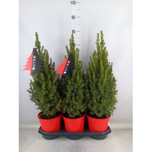 Picea glauca 'Perfecta'