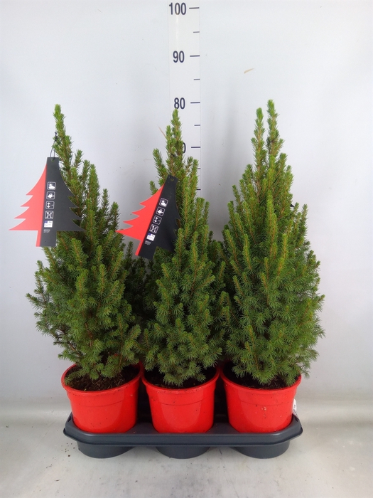 <h4>Picea glauca 'Perfecta'</h4>