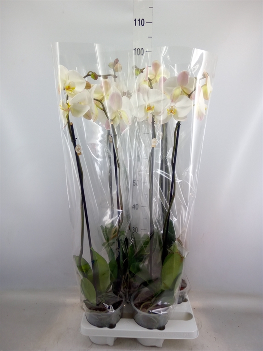 <h4>Phalaenopsis   ...white</h4>