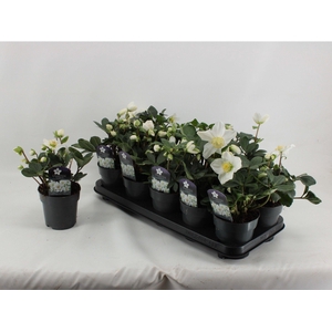 Helleborus Christmas Carol XL