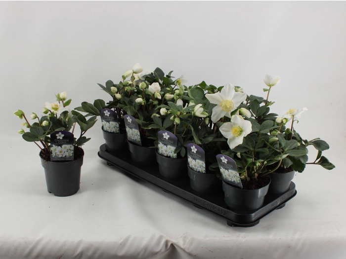 <h4>Helleborus Christmas Carol XL</h4>