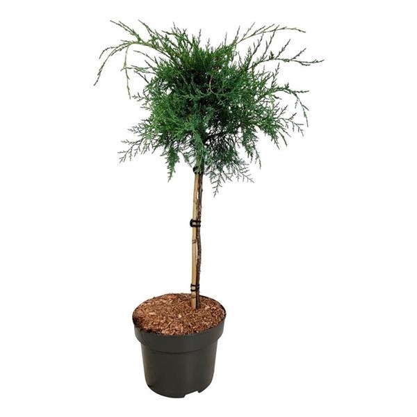 <h4>Juniperus virg. 'Grey Owl'</h4>
