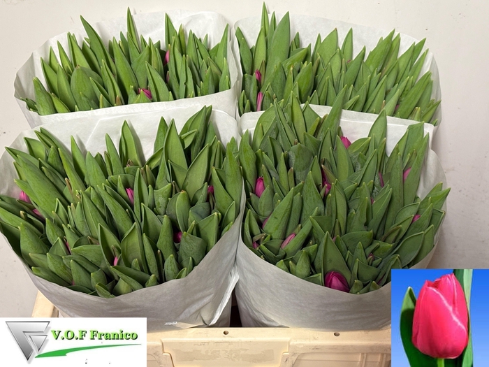 <h4>Tu En Pink Ardour</h4>