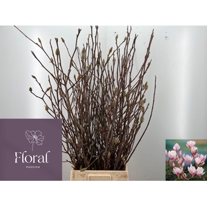 MAGNOLIA GRANDIFLORA