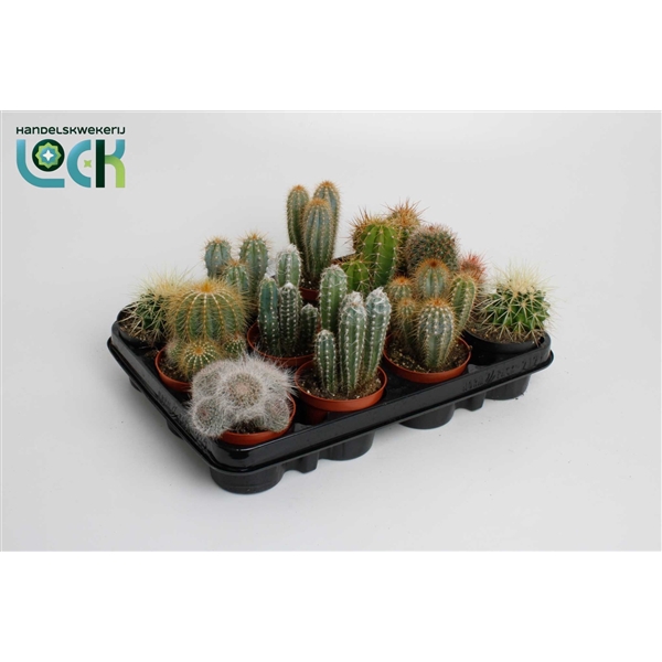 <h4>cactus mix 8.5 cm</h4>