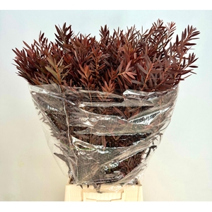 DEC Callistemon Abs Red 300gr