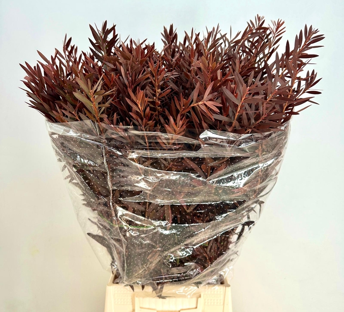 <h4>DEC Callistemon Abs Red 300gr</h4>