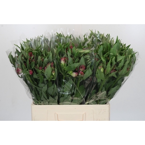 Alstroemeria Selection Hot Pink