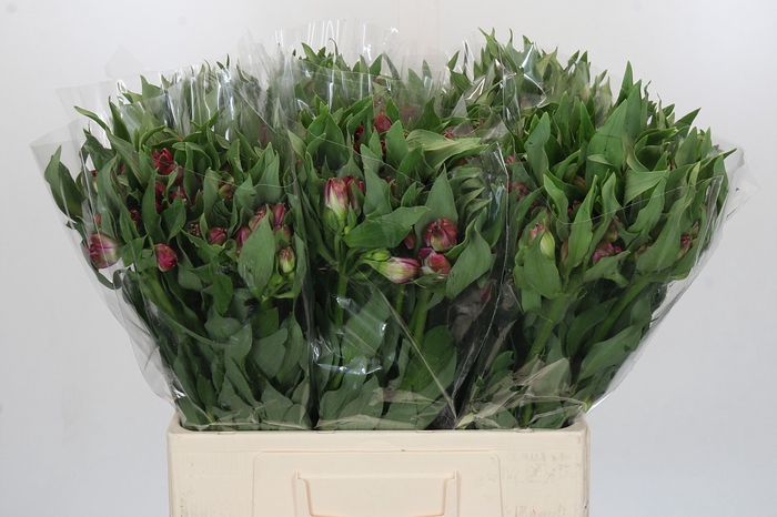 <h4>Alstroemeria Selection Hot Pink</h4>