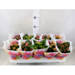 Kalanchoe blos.   ..rosebud mix  5