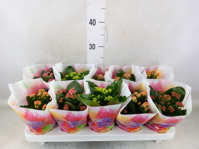 <h4>Kalanchoe blos.   ..rosebud mix  5</h4>