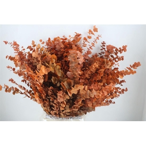 Pres Euca Stuartiana Orange Bunch