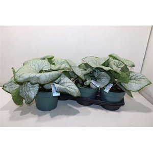 Brun Macrophylla