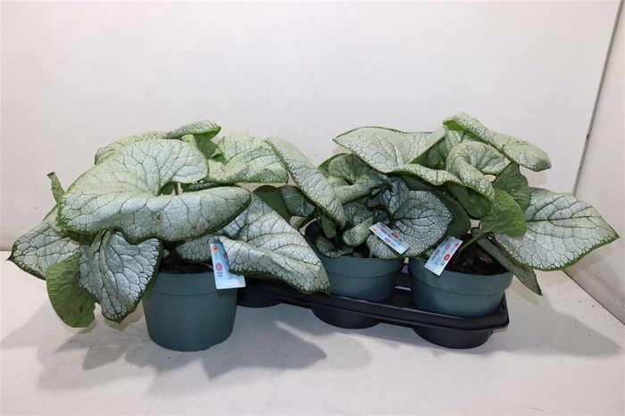 <h4>arr8 Brun Macrophylla</h4>