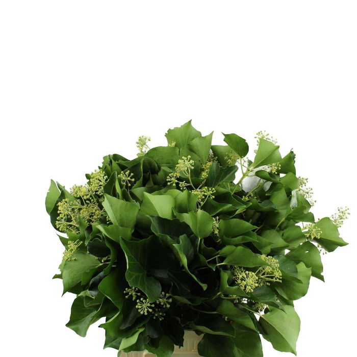 <h4>Hedera</h4>