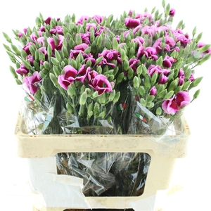 Di Tr Simply Violet Extra