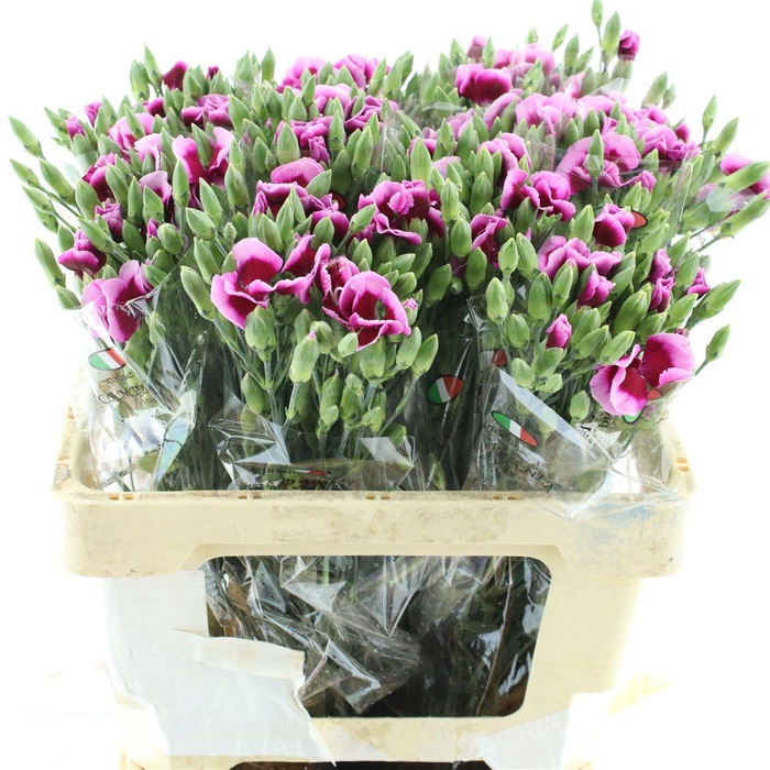 <h4>Di Tr Simply Violet Extra</h4>