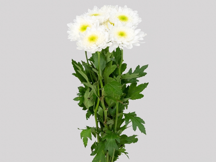 <h4>FLOR DO CAMPO RADOST 080 CM BRANCO</h4>