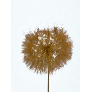Dandelion Orange d12x28h