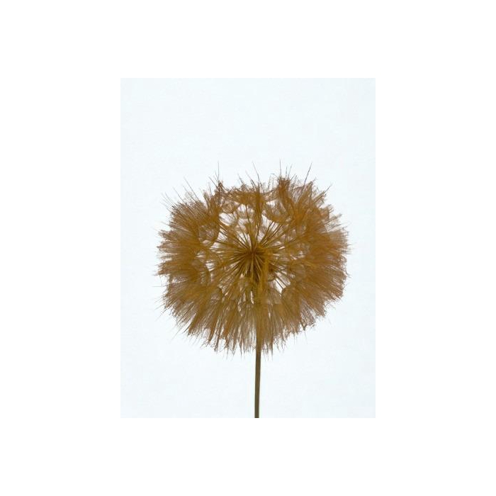 <h4>Dandelion Orange d12x28h</h4>