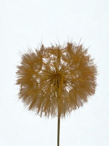 <h4>Dandelion Orange d12x28h</h4>