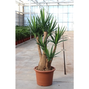 Yucca elephantipes