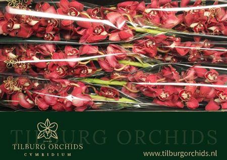 <h4>Cymb T Flameflor</h4>