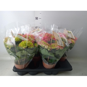 Hydrangea mac. 'Hi Ocean'