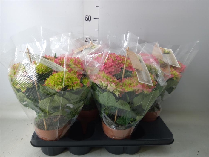 <h4>Hydrangea mac. 'Hi Ocean'</h4>