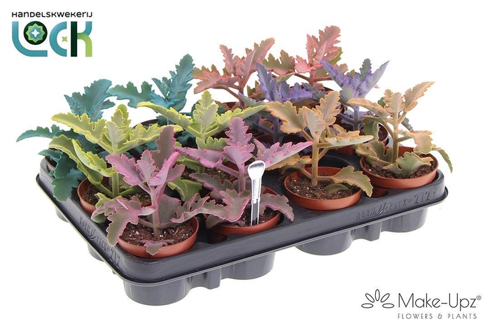 <h4>Kalanchoe Beharensis Make Upz</h4>