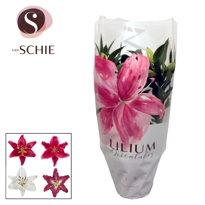 <h4>Lilium Or Mix 4pp</h4>