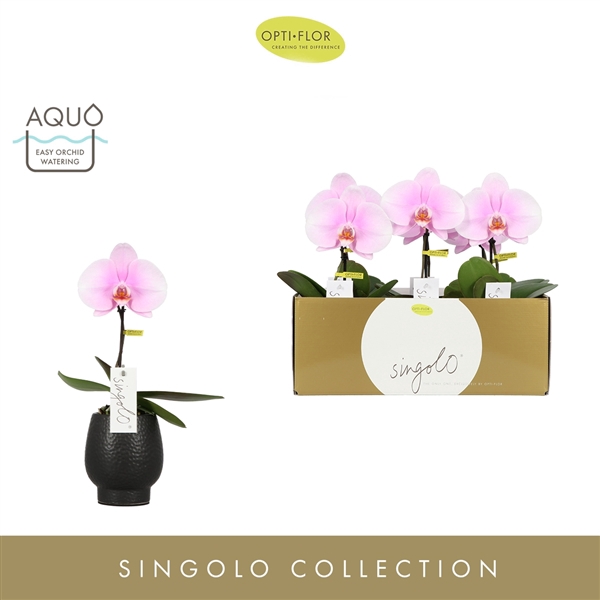 <h4>Singolo Mino in Abruzzo Black Aquo</h4>