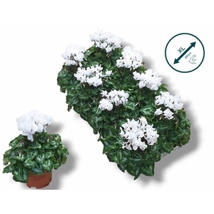 CYCL SUPER COMPACT WHITE