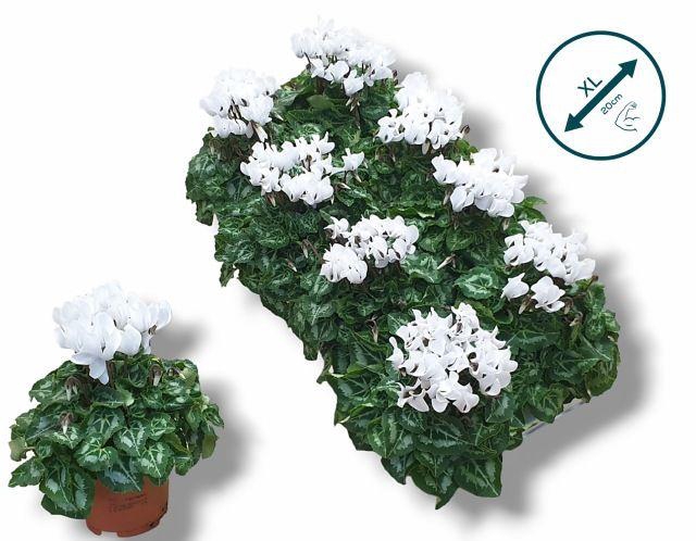 <h4>CYCL SUPER COMPACT WHITE</h4>