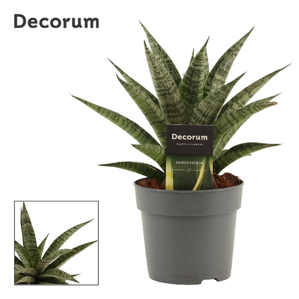<h4>Sansevieria Pattaya Crown 12 cm (Decorum)</h4>