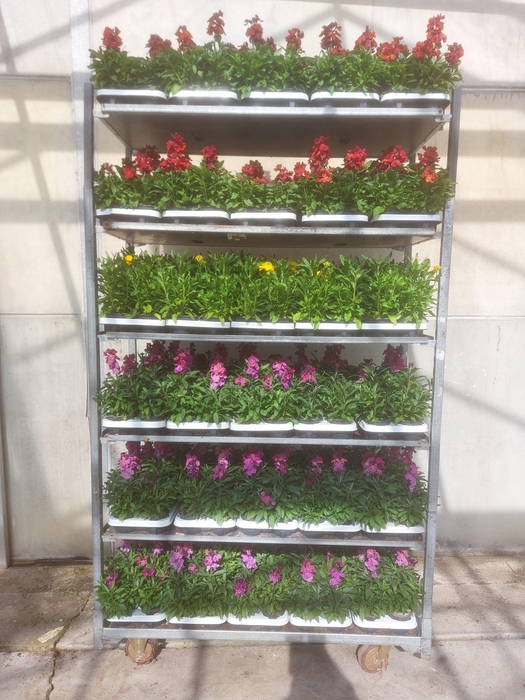 Erys Mixk 1 Kleur Per Tray