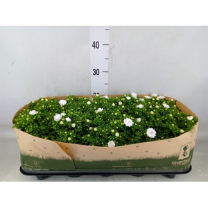 Campanula  'White Like Mee'