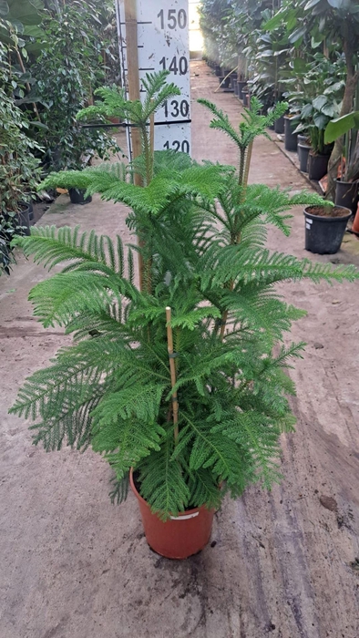 <h4>Araucaria heterophylla</h4>