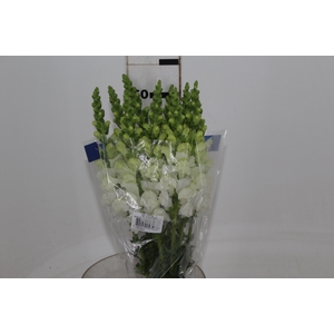 BOCA DE LEAO UBIRA WHITE 060 CM